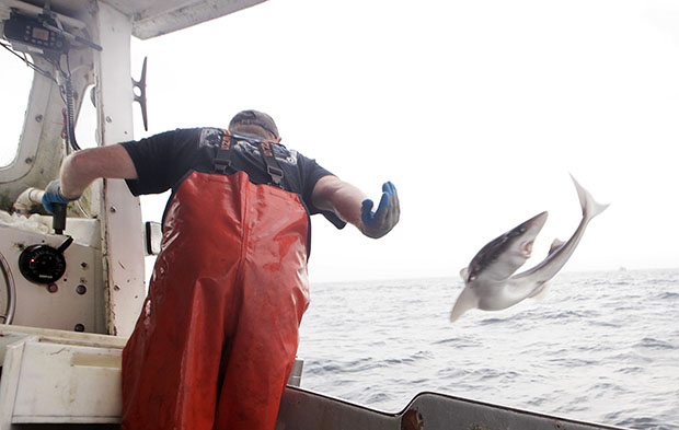 After pulling a dogfish from one of his longlines, skipper Jamie Eldredge tosses the fish onto the deck aboard his fishing vessel in the Atlantic waters off Chatham, Massachusetts in 2009. (AP/Stephan Savoia)