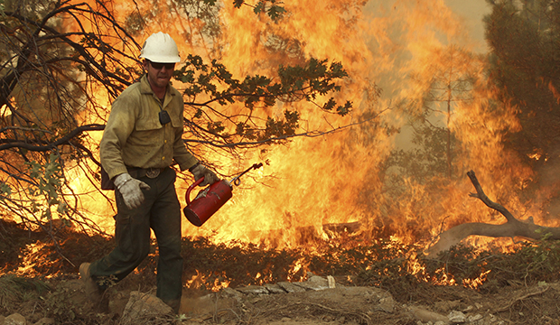 A member of the BLM Silver State Hotshot crew uses a drip torch to set back fires on the southern flank of the Rim Fire in California, Friday, August 30, 2013. (AP/U.S. Forest Service)