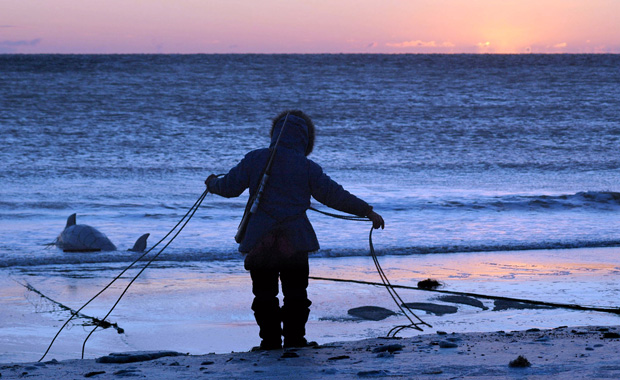 Inupiat hunter Karlin Itchoak coils the rope of a subsistence net after pulling in a beluga whale at Cape Nome near Nome, Alaska, as the sun sets on November 8, 2005. (AP/Laurent Dick)