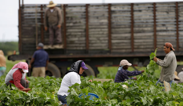Farmworkers pick beans in a field on November 18, 2013, in Florida City, Florida. (AP/Lynne Sladky)