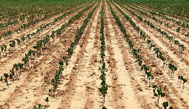 Drought-stricken cotton plants near Pocasset, Oklahoma, are visible, August 2012. (AP/Sue Ogrocki)