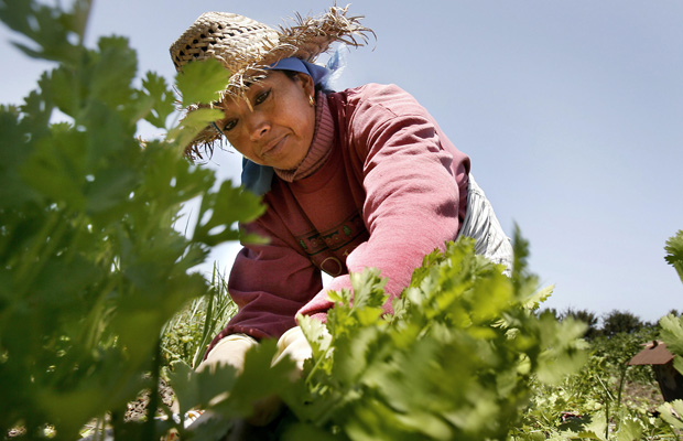 A farmworker picks parsley in Salinas, California. (AP/Tony Avelar)
