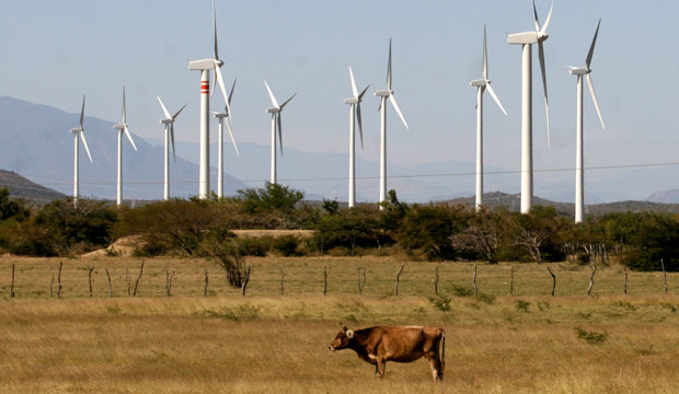 A cow grazes in front of wind turbines on the day of the inauguration of a new $550 million wind farm project in La Ventosa, Mexico. (AP/Luis Cruz Hernandez)