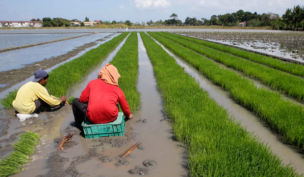 Farmers prepare rice seedlings for planting in the Philippines, where less than 10 percent of farmers have crop insurance. (AP/Bullit Marquez)
