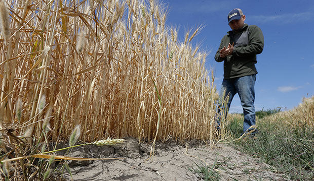 Gino Celli inspects wheat nearing harvest on his farm near Stockton, California, May 18, 2015. (AP/Rich Pedroncelli)