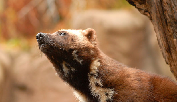 The populations of more than two-thirds of all imperiled mammal species in the United States, from the wolverine (pictured) to the polar bear, are falling. (Flickr/guppiecat)