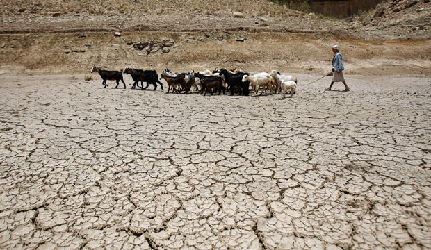 A Yemeni shepherd walks a herd of goats through a drought-affected dam on the outskirts of Sanaa, Yemen, on June 17, 2014. (AP/Hani Mohammed)