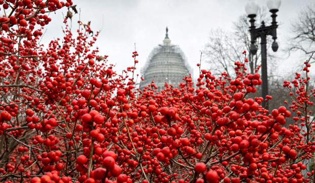 Winterberries at the U.S. Botanic Garden on Capitol Hill, December 2015. (AP/J. Scott Applewhite)
