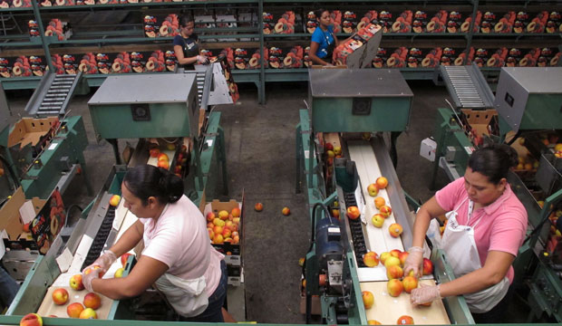 Workers prepare peaches to be put in boxes at a packing plant in Ridge Spring, South Carolina, on July 29, 2011. (AP Photo/Jeffrey Collins)