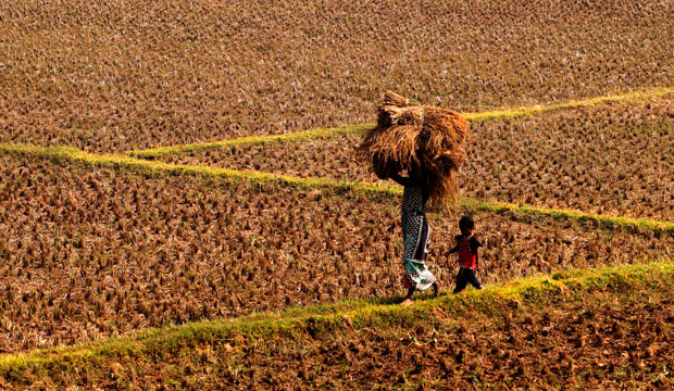 A village woman carries harvested paddy, or unmilled rice, on her head as her child follows her back home on the outskirts of the eastern Indian city of Bhubaneswar, India, January 14, 2016. (AP/Biswaranjan Rout)