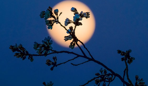 The rising full moon silhouettes the budding Cherry tree blossoms along the Tidal Basin in Washington, Tuesday evening, March, 22, 2016. (AP/J. David Ake)