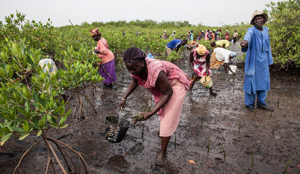 Volunteers replant mangroves in the Saloum Delta in Senegal on October 20, 2015, to protect their homes from rising sea levels and restore fish habitat. (AP/Jane Hahn)