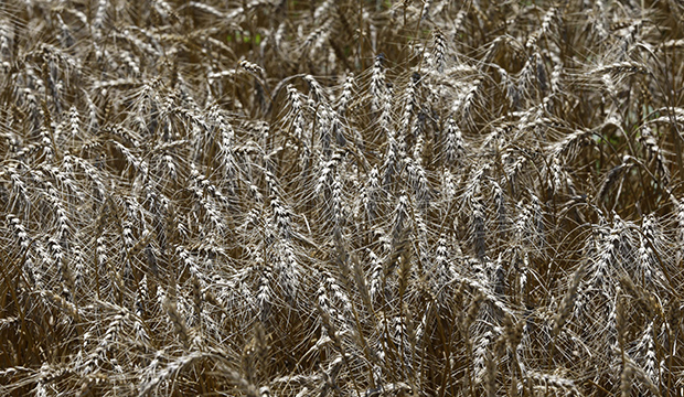 Wheat stands ready for harvest in a field near Anthony, Kansas, June 21, 2015. (AP/Orlin Wagner)