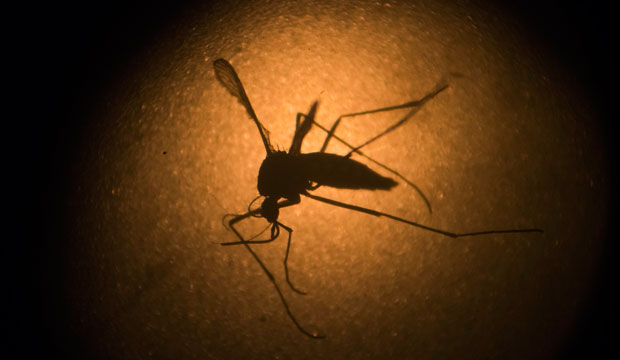 An <em>Aedes aegypti</em> mosquito is photographed through a microscope at the Fiocruz Institute in Recife, Brazil, on Janurary 27, 2016. (AP/Felipe Dana)