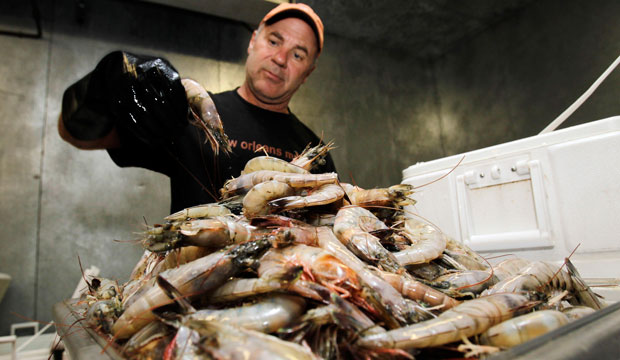 Jimmy Galle sorts through shrimp caught on the Gulf coast on June 4, 2010. (AP/Marcio Jose Sanchez)
