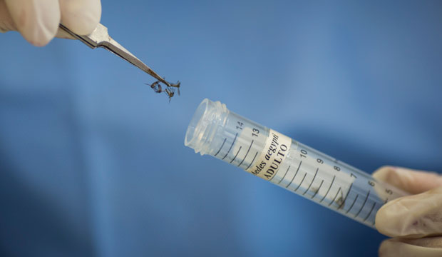 A technician stores Aedes aegypti mosquitoes for research in Recife, Brazil, on January 27, 2016. (AP/Felipe Dana)