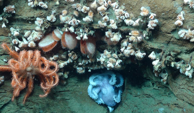 This octopus's garden in the the deep canyons of the North Atlantic looks like it was planted by Dr. Seuss. (NOAA)