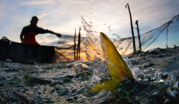 A commercial fisherman fishes in the Chesapeake Bay. (Jay Fleming)