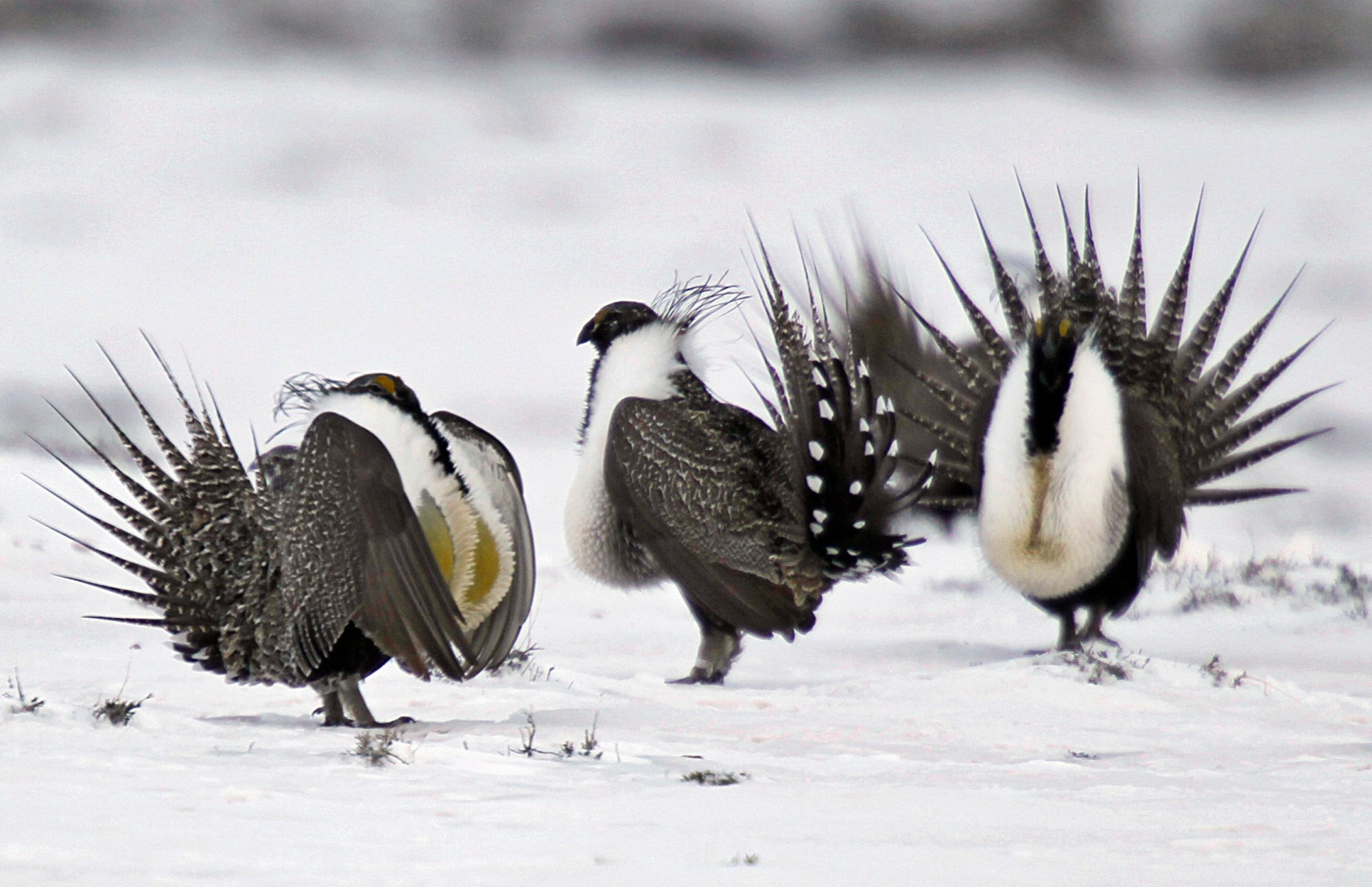 In this April 20, 2013 photo, male greater sage grouse perform mating rituals for a female grouse, not pictured, on a lake outside Walden, Colo. The Bureau of Land Management released a nearly 1,000-page document late Thursday, Aug. 11, 2016, proposing restrictions on energy development, roads and grazing. The proposed restrictions aim to protect the rare Gunnison sage grouse, a bird found only in Colorado and Utah. (AP Photo/David Zalubowski)