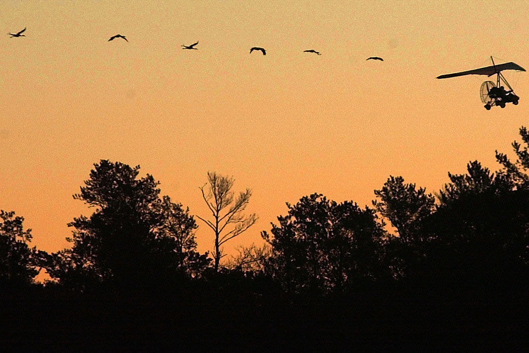 An ultralight pilot is silhouetted as he leads a small flock of experimental whooping cranes from Necedah National Wildlife Refuge in Necedah, Wisconsin, in 2001. (AP/Morry Gash)