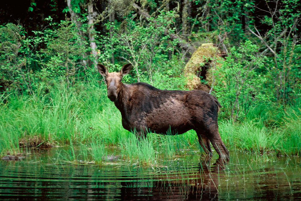 Ecosystem Services from Forest Landscapes: Broadscale