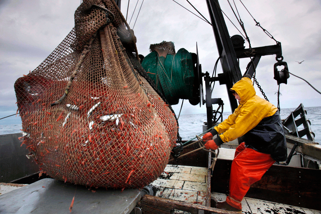 In this January 6, 2012, photo, James Rich maneuvers a bulging net full of northern shrimp caught in the Gulf of Maine. (AP/Robert F. Bukaty)