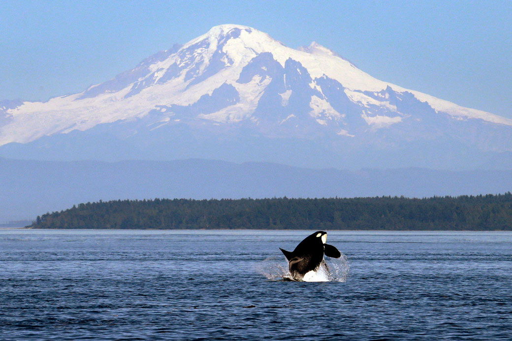 An orca whale breaches in view of Mount Baker in Washington state, July 2015. (AP/Elaine Thompson)