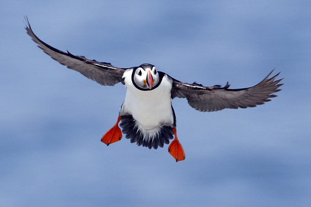 An Atlantic puffin comes in for a landing on Eastern Egg Rock, a small island off the coast of Maine, August 2014. (AP/Robert F. Bukaty)