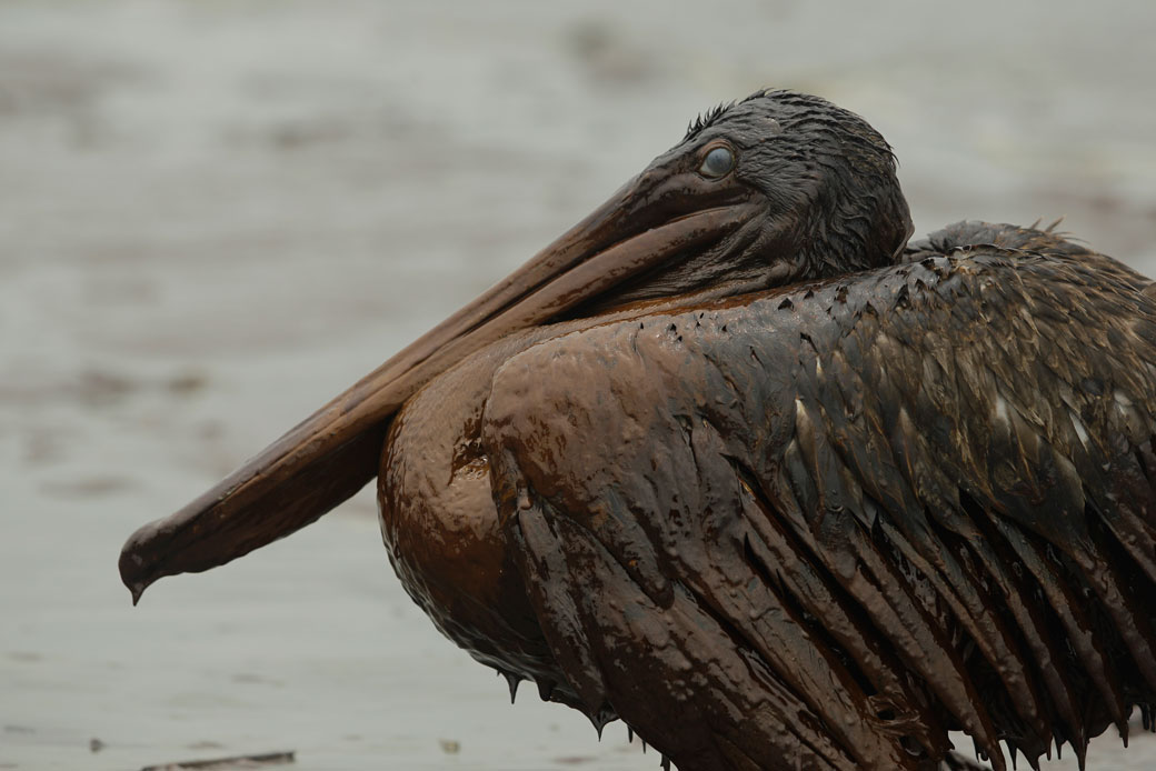 A brown pelican sits on the beach at East Grand Terre Island, Louisiana, after being drenched in oil from the BP Deepwater Horizon oil spill, June 2010. (AP/Charlie Riedel)