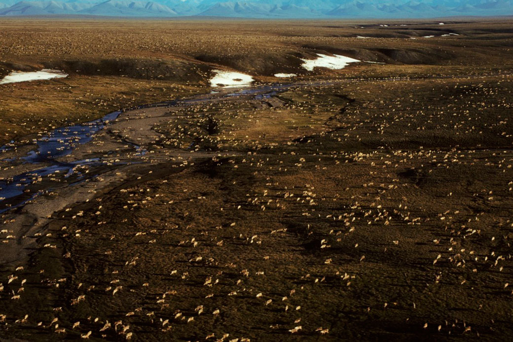 A herd of caribou roams the Arctic National Wildlife Refuge in northeast Alaska. (U.S. Fish and Wildlife Service/AP)