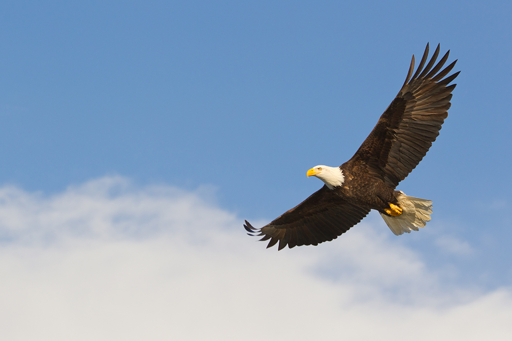 Bald Eagle