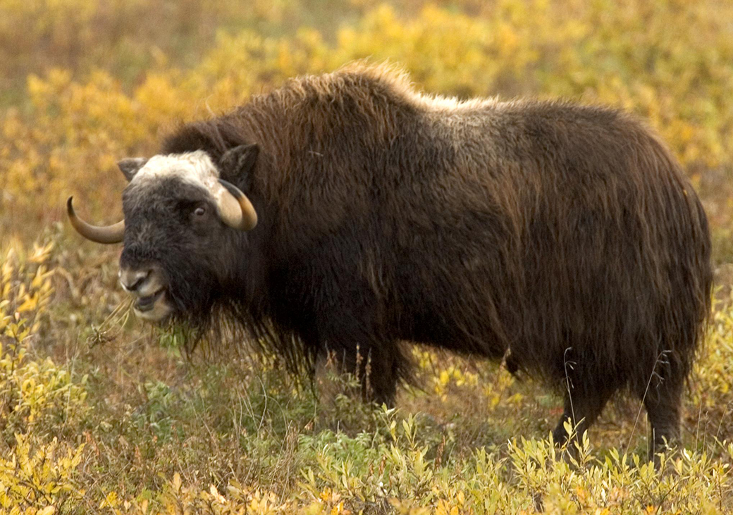 A muskox is seen in the Arctic National Wildlife Refuge. (Flckr/Alaska Region U.S. Fish & Wildlife Service)