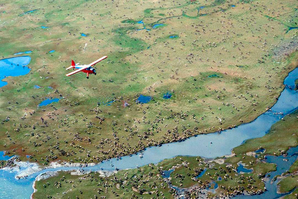 An airplane flies over caribou from the Porcupine caribou herd on the coastal plain of the Arctic National Wildlife Refuge in northeast Alaska. (U.S. Fish and Wildlife Service)