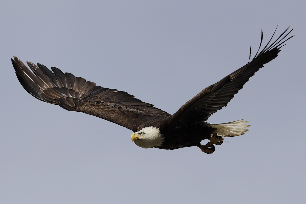 Long endangered bald eagles are making a comeback in the San Francisco Bay Area thanks to environmental protections, April 2017. (AP/Marcio Jose Sanchez)