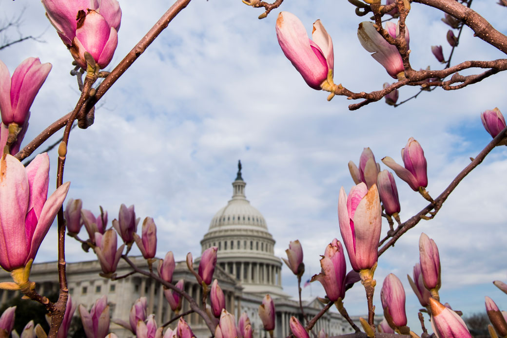 The U.S. Capitol dome is framed by the flowers of a Saucer Magnolia tree, March 19, 2018. (Getty/Bill Clark)
