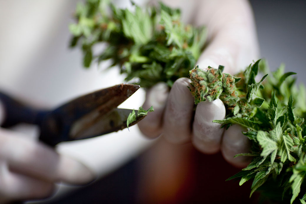A worker trims cannabis at a growing facility, March 2011. (Getty/Uriel Sinai)