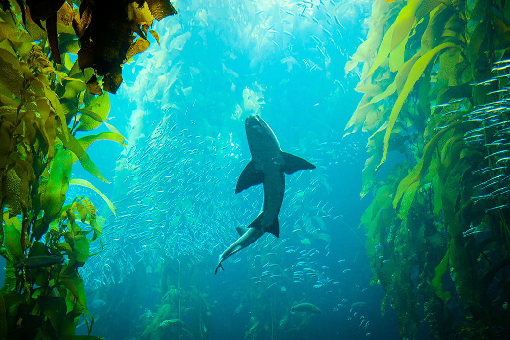 A shark is swimming in the kelp forest in the sea. (Getty/Yiming Chen)