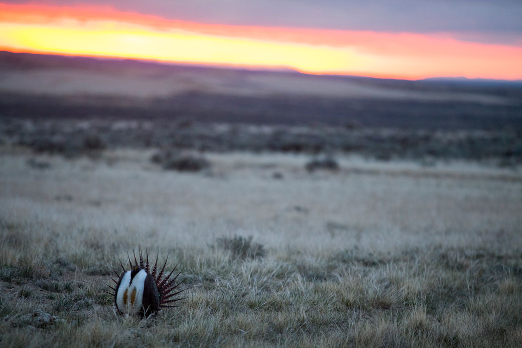 A male sage-grouse displays for females during their mating ritual at dawn in Rock Springs, Wyoming, May 2018. (Getty/Melanie Stetson Freeman)