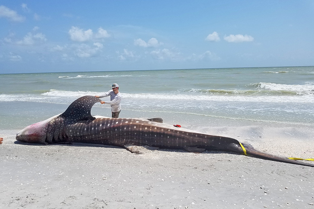 A whale shark necropsy is performed on Sanibel Island by staff from the Florida Fish and Wildlife Conservation Commission and the National Oceanic and Atmospheric Administration, July 2018. (FWC Fish and Wildlife Research Institute)