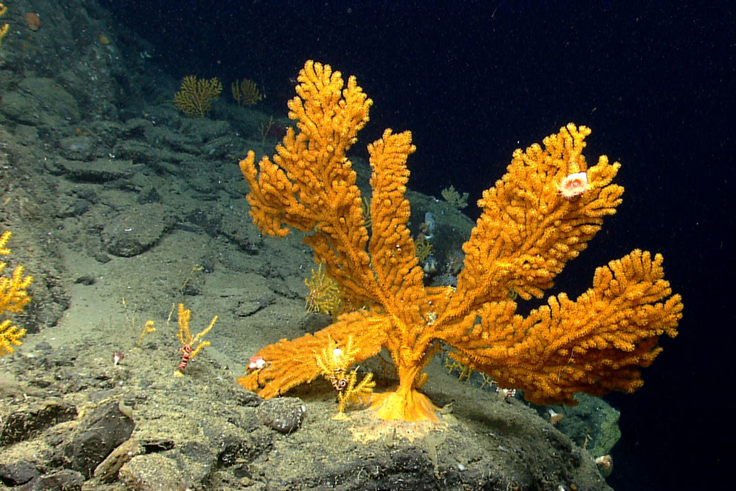 A paramuriceid seafan (octocoral) lives near the edge of a cliff wall in Oceanographer Canyon. (NOAA Okeanos Explorer Program/2013 Northeast U.S. Canyons Expedition)