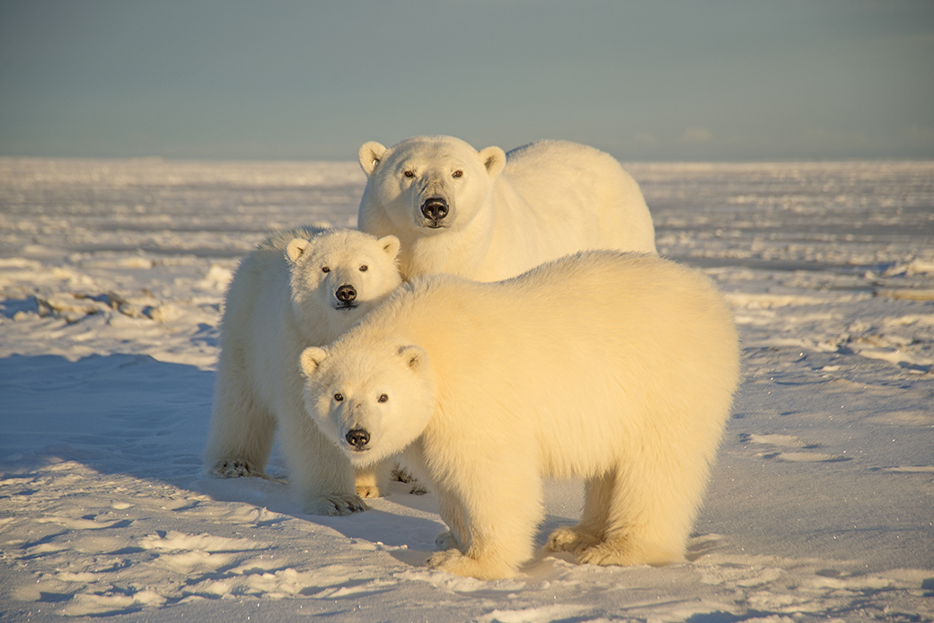 A polar bear is seen with cubs at the Arctic National Wildlife Refuge in 2014, in North Slope, Alaska. (Getty/Steven Kazlowski)