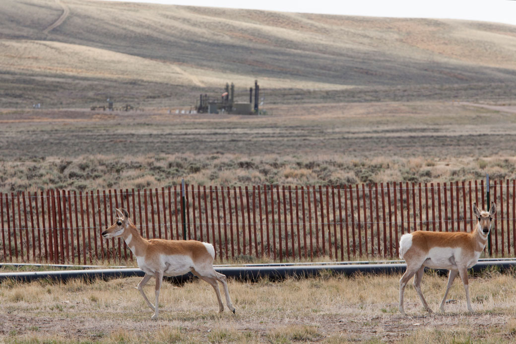 Pronghorn antelope stand near natural gas wells in Pinedale, Wyoming, May 2018. (Getty/Melanie Stetson Freeman)