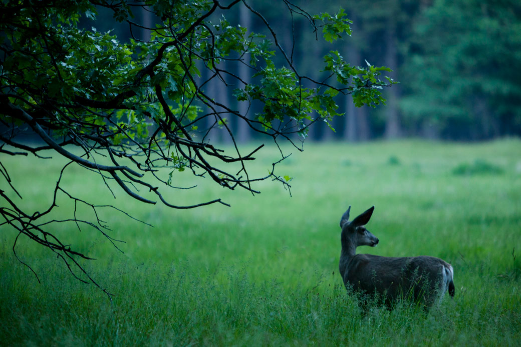 A mule deer in a meadow in the Yosemite Valley, 2014. (Getty/Ted Soqui/Corbis)