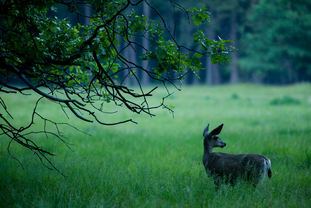 A mule deer in a meadow in the Yosemite Valley, 2014. (Getty/Ted Soqui/Corbis)