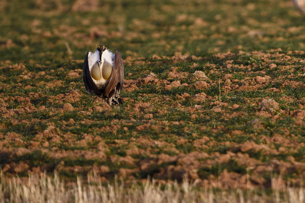 A greater sage-grouse struts on the lek during mating season in Craig, Colorado, April 2015. (Getty/The Denver Post/Joe Amon)