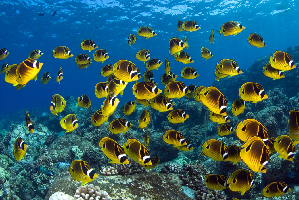  (Bright yellow butteflyfish swim in the water near Hawaii.)