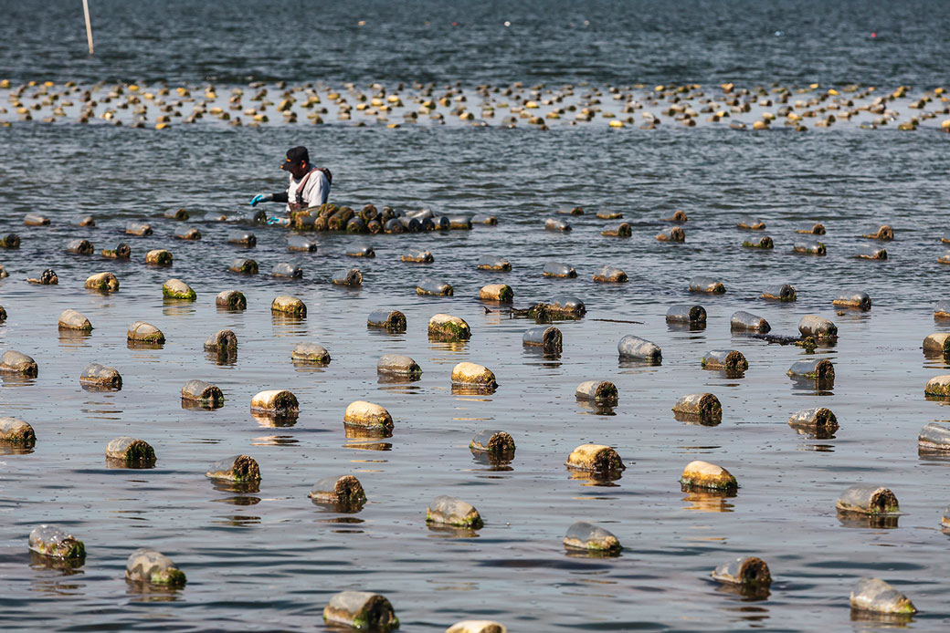 Oyster farmers harvest at lowering tide.