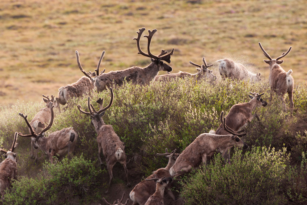 Caribou migrate through the Arctic National Wildlife Refuge in Alaska. (Getty/Mint Images/Art Wolfe)