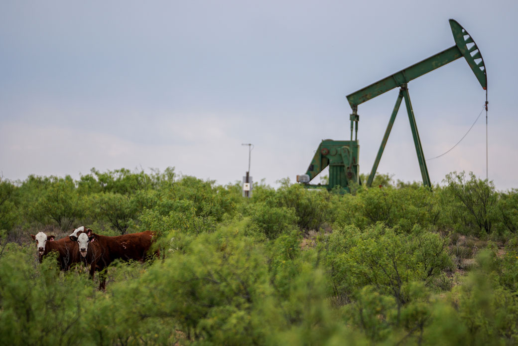 Cows stand in front of equipment used to extract oil in the Permian Basin in Texas, May 2018. (Getty/Benjamin Lowy)