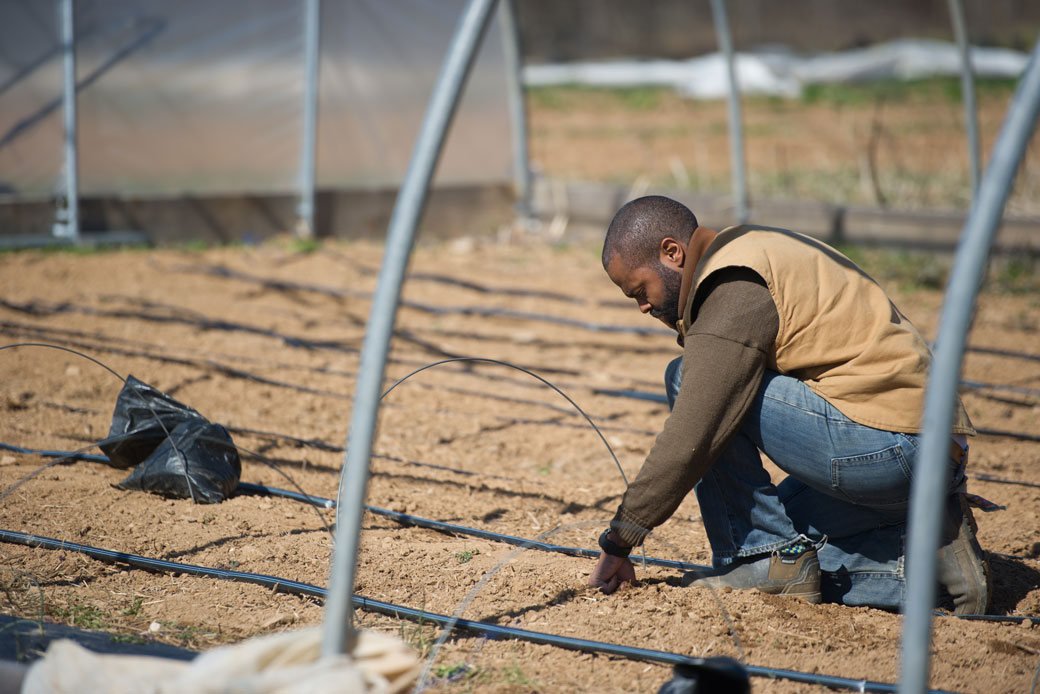 An African American farmer examines an irrigation system. (Farmer examines irrigation system.)